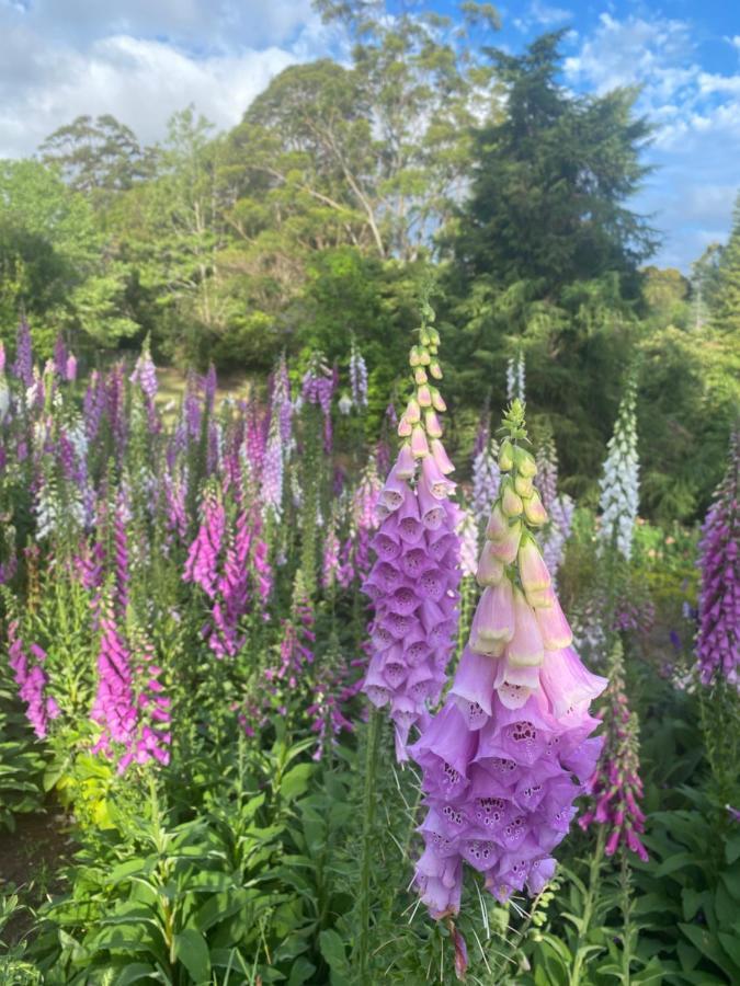 Flower Farm Tamborine Mountain タンボリーン・マウンテン エクステリア 写真